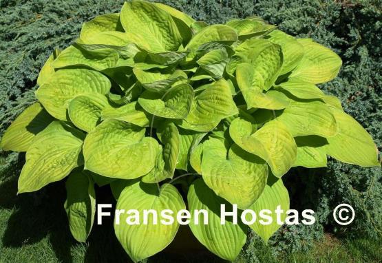 Hosta August Moon